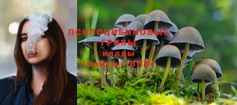 Галлюциногенные грибы Psilocybe  что такое наркотик  omg маркетплейс  Черкесск 